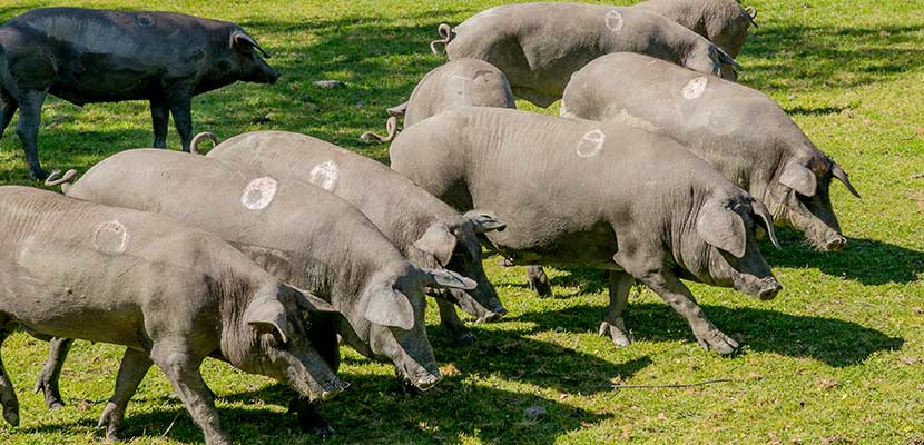 La primavera llega a la dehesa ibérica